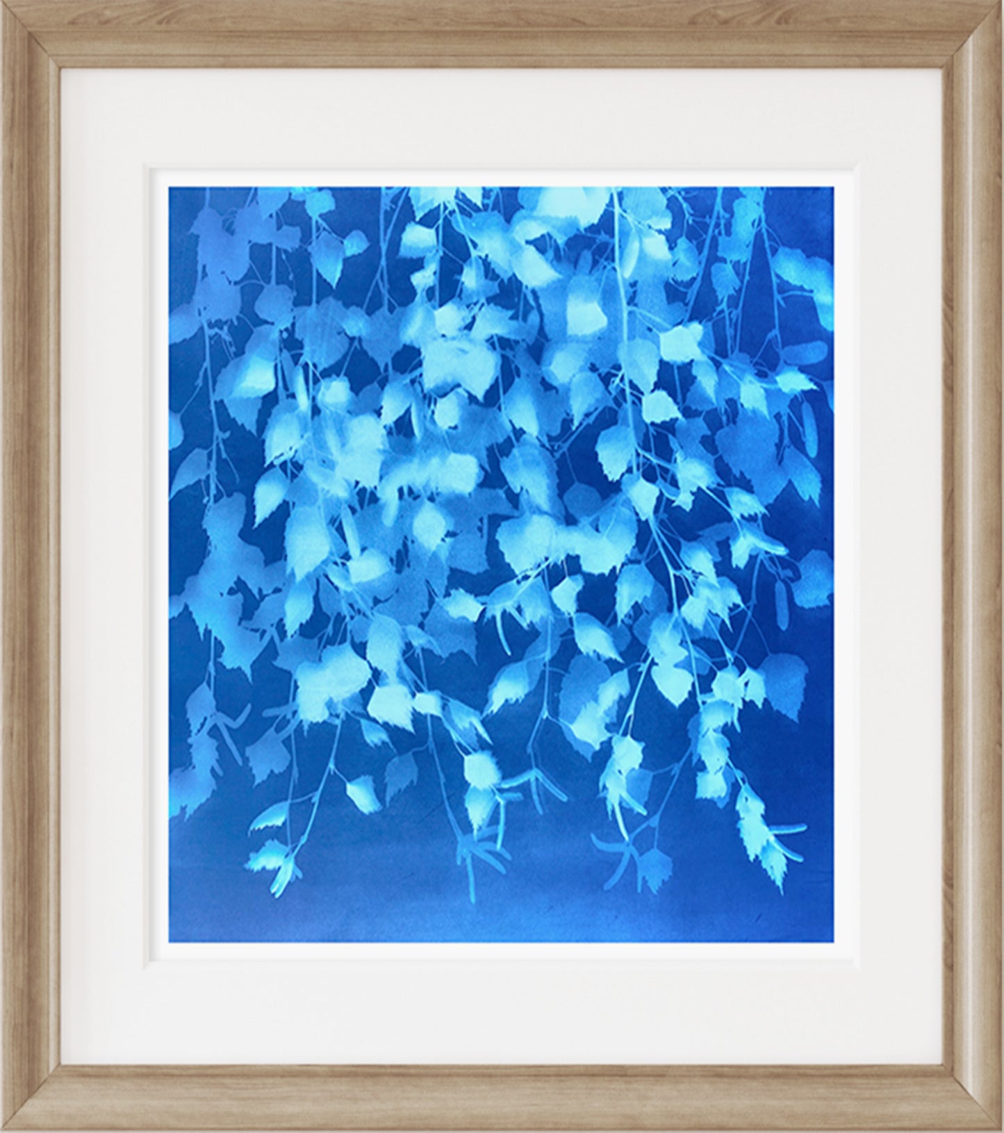 How the sun saw it - Silver Birch III