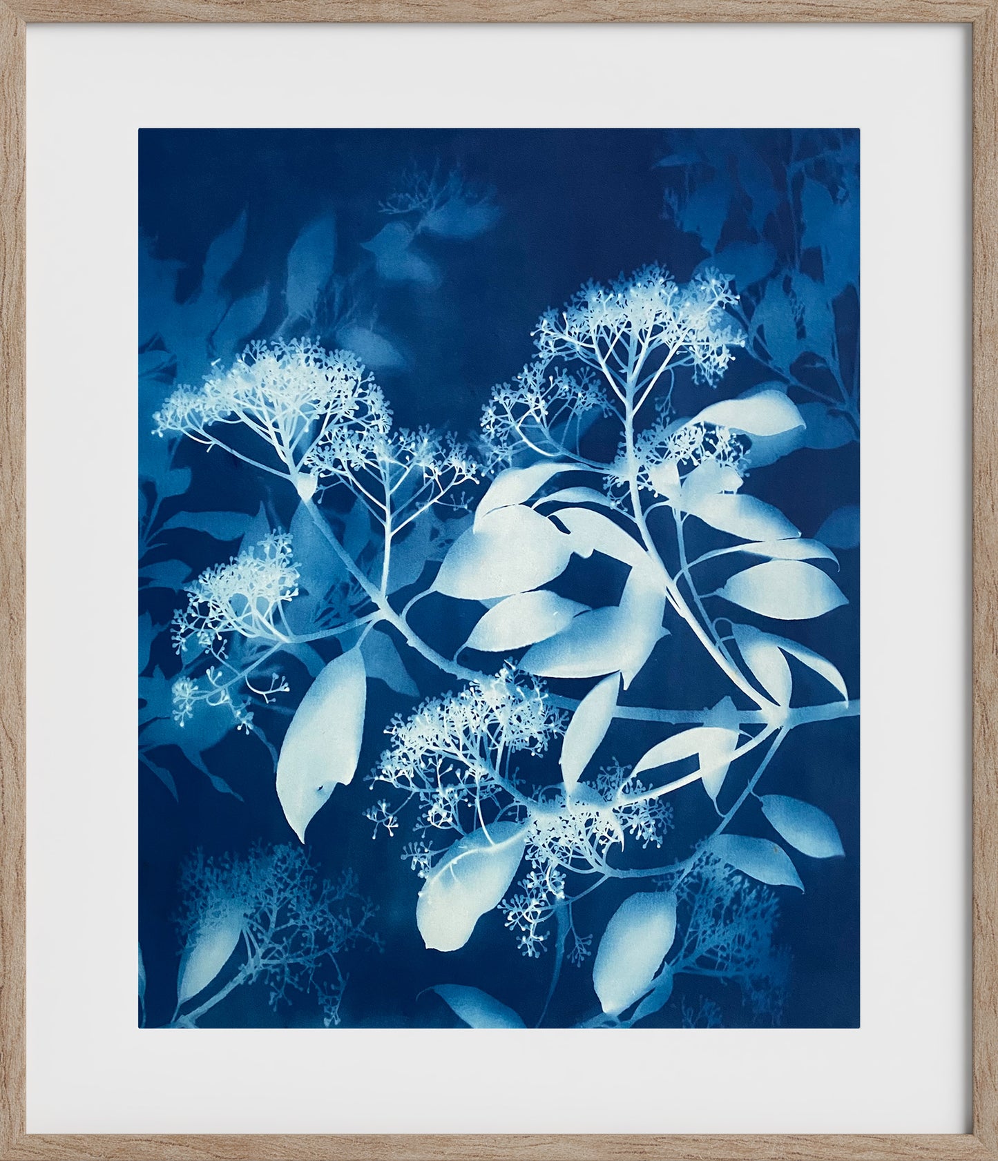 How the sun saw it - Photinia II