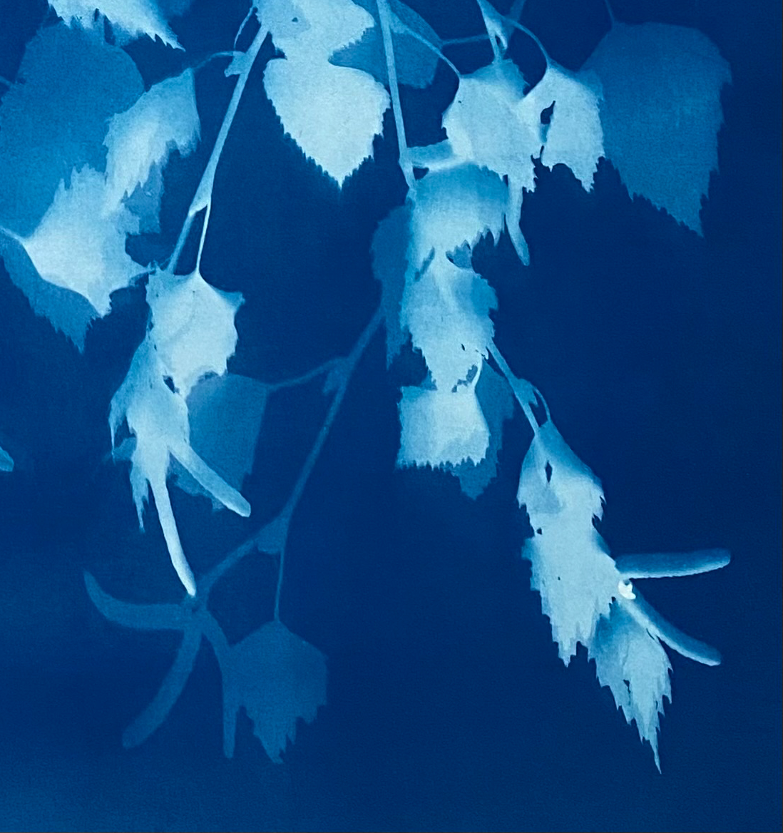 How the sun saw it - Silver Birch III