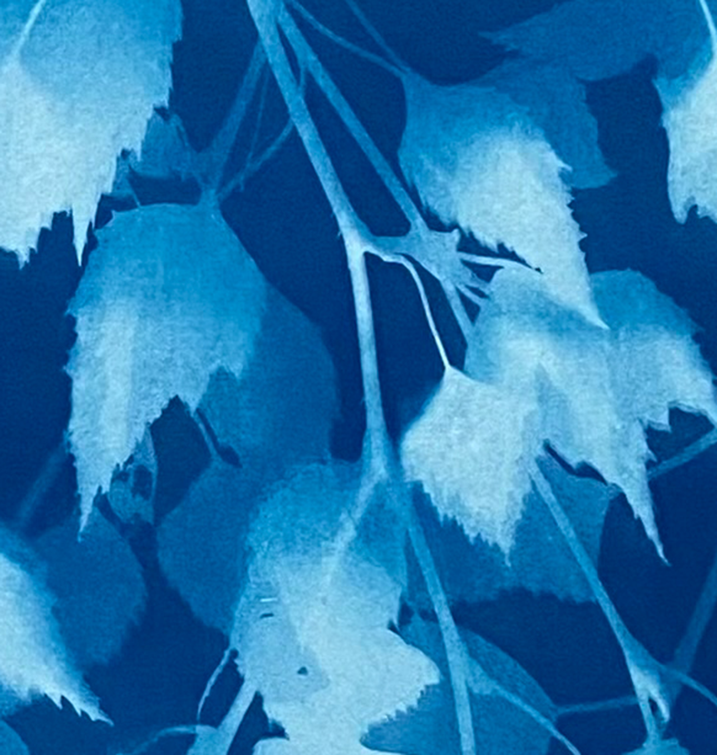 How the sun saw it - Silver Birch III