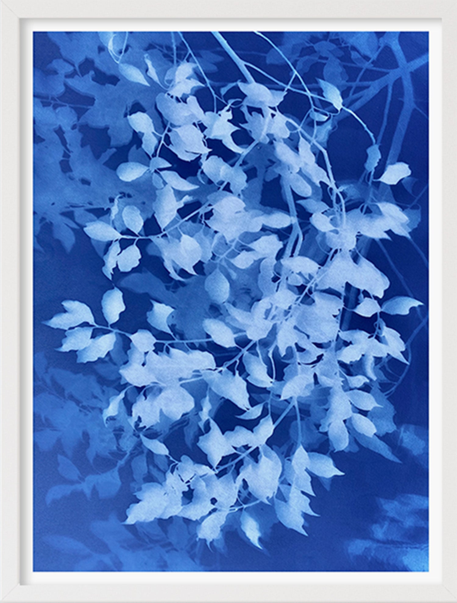 Load video: Video showing how a cyanotype is made. On top of photosensitised paper, branches with lots of leaves are arranged under and on top of a glass plate and placed in the sun. The top layer of leaves is removed while the lower layer remains in the sun. The paper is washed in water and dried, revealing a layered image of blue and white leaves.
