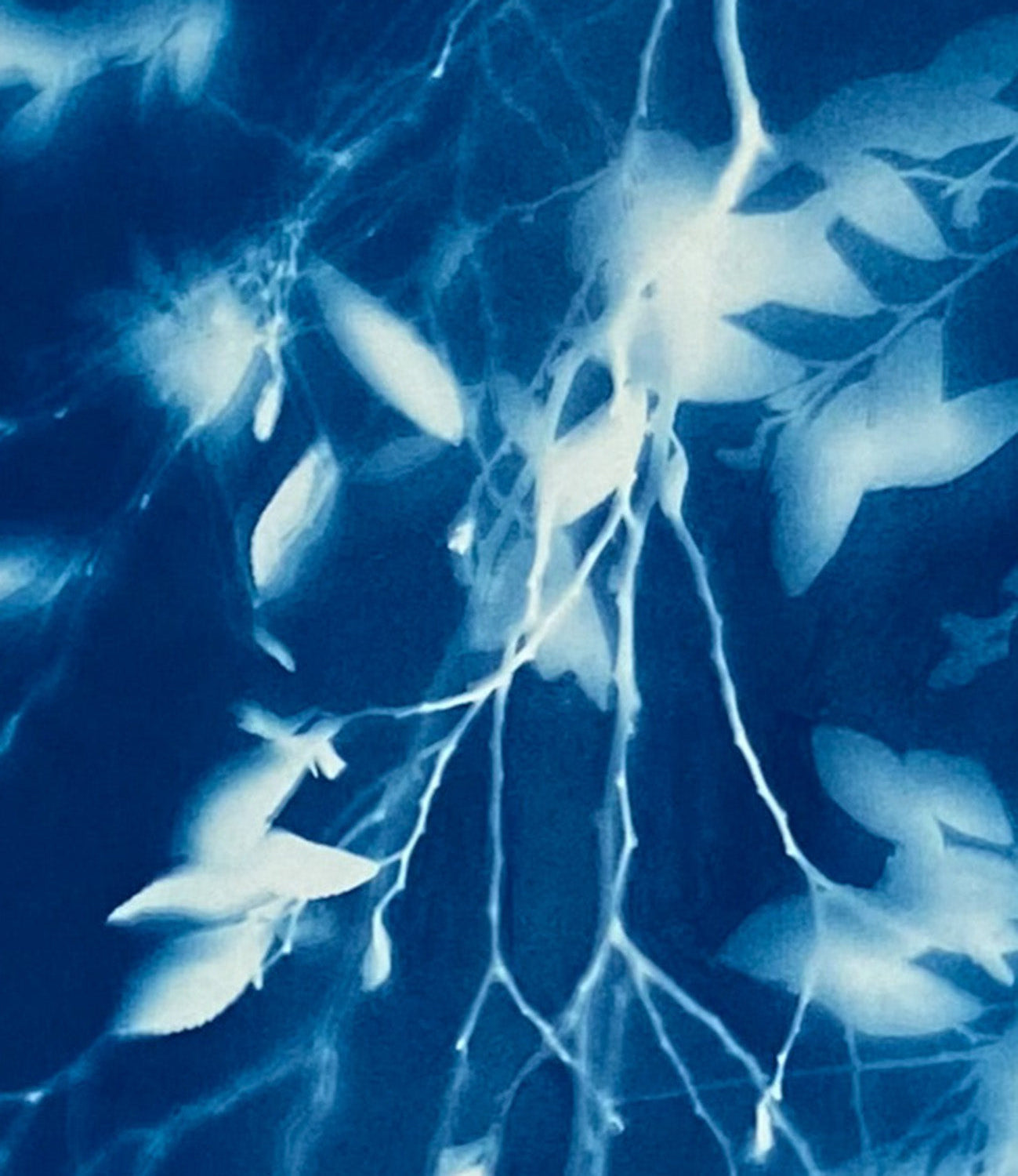 Close up - blue and white image of leaves and branches