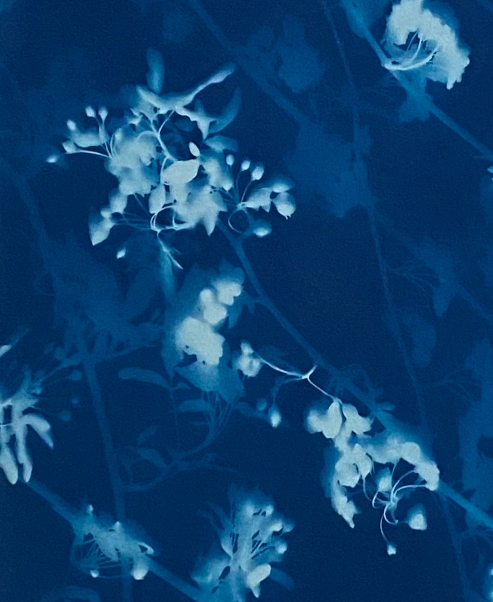 Lost in the garden II