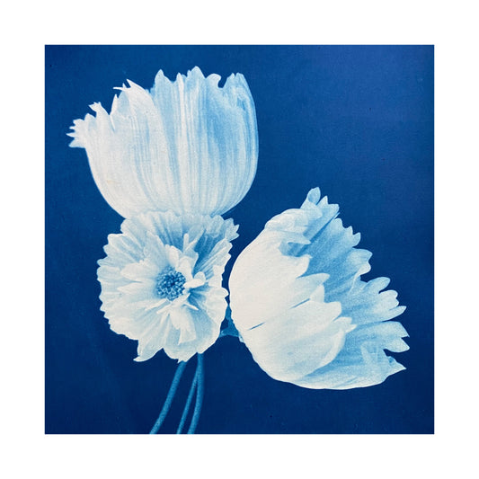 SOLD - Cosmos trio