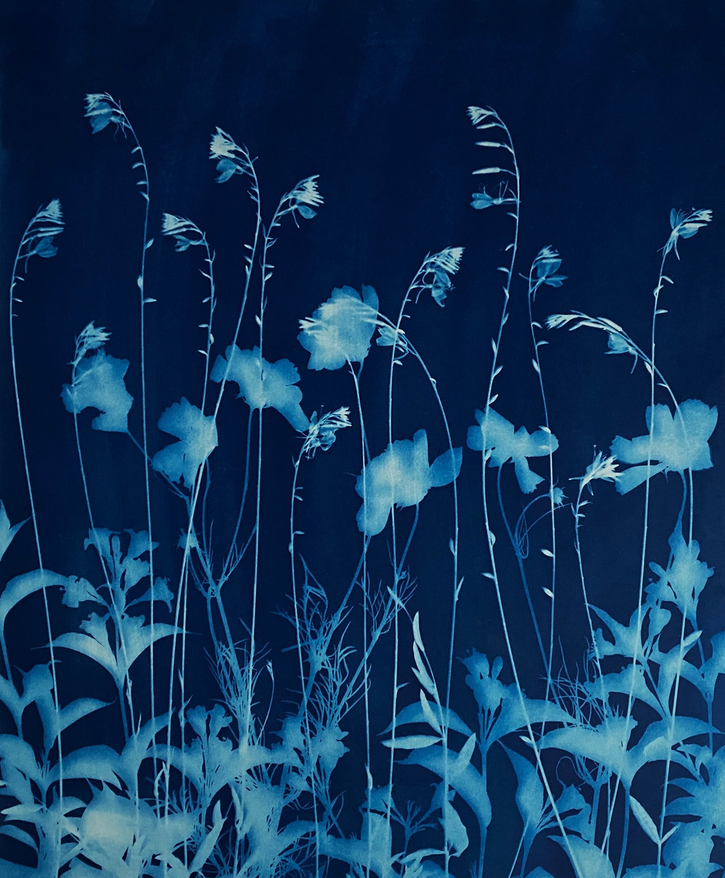 How the sun saw it - Summer flowers