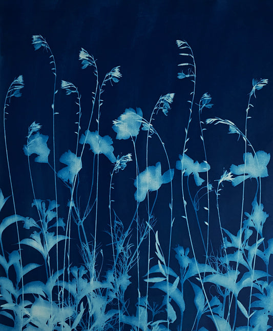 How the sun saw it - Summer flowers