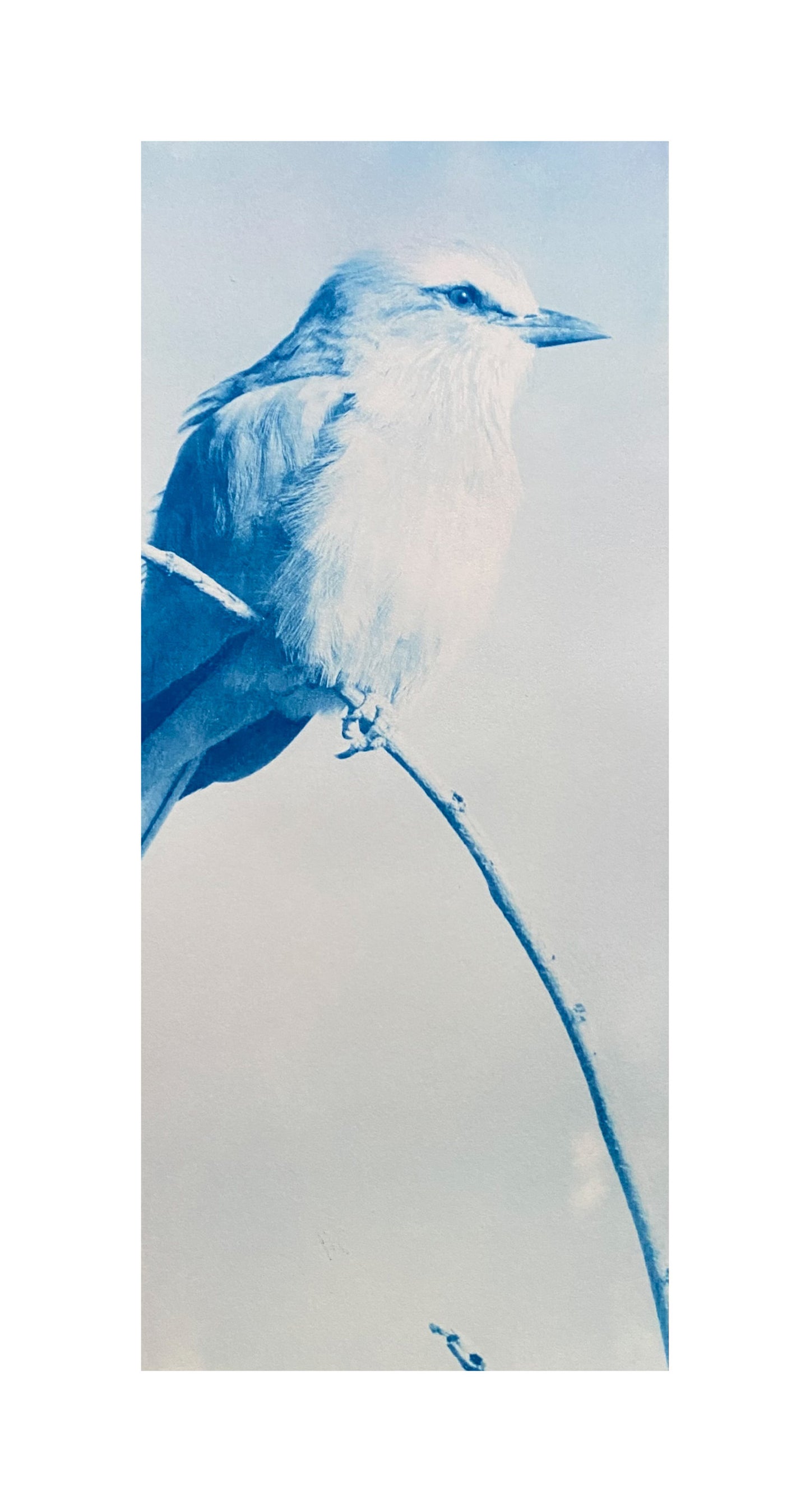 SOLD - Sitting pretty