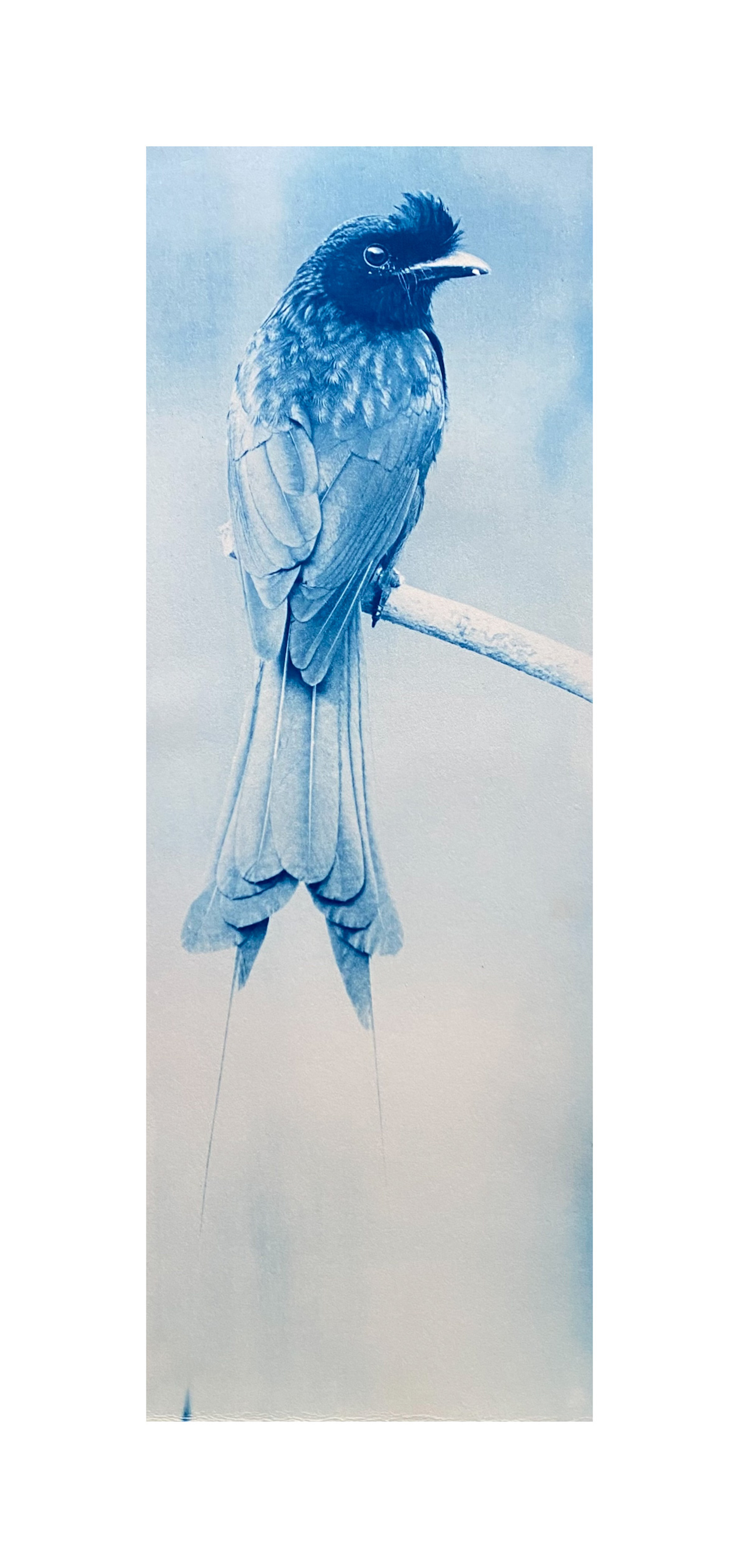 SOLD - The drongo