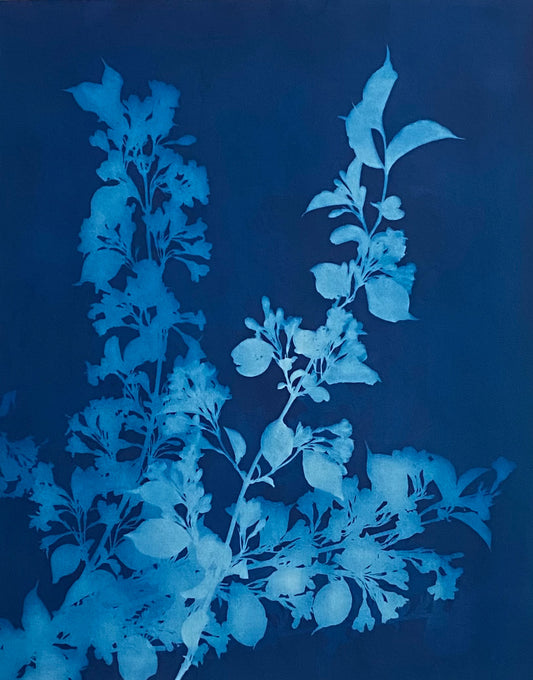 SOLD - How the sun saw it - Old-fashioned Weigela II